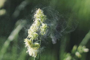 Allergien
